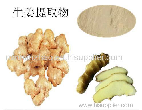 High Quality Ginger root extract Powder