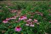 Echinacea purpurea Extract polyphenol 4%