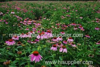 Echinacea purpurea Extract polyphenol 4%