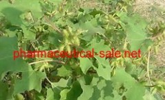 High Purity Xanthium extract