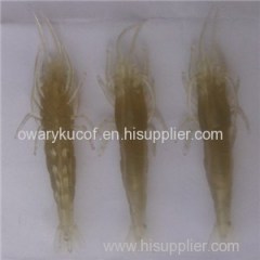 Shrimp Fishing Lures Product Product Product