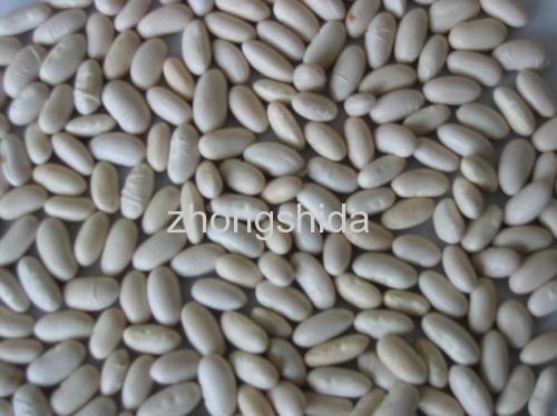 Baishake white kidney beans