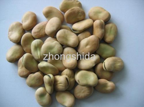 Broad beans (broad bean)