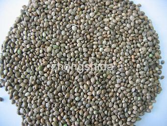flax seeds flax seed