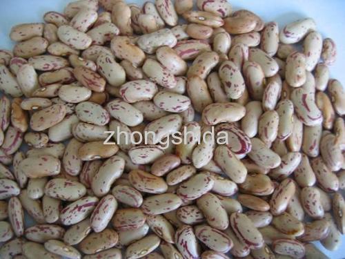 Light speckled kidney beans(long shape)