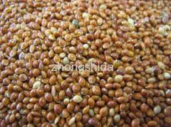 Red broomcorn seed (broom corn)