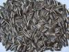 Sunflower seeds (sunflower seed)