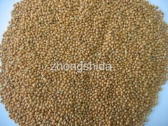 Yellow broomcorn seed(broom corn seed)