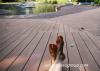 wood plastic composite decking flooring