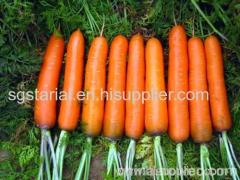 Fresh China Farm Carrots 2016