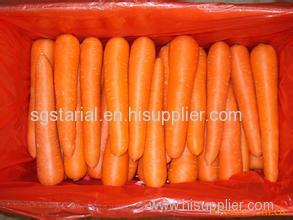 New Fresh Red Carrot