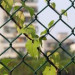 Chain link fence Manufacturer