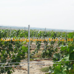 54*30mm 2.5m Vineyard Grape Pile Trellis Stents