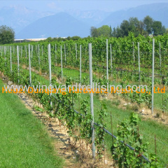 Hot Dipped Galvanized Y Type Vineyard Grape Post Trellis Column