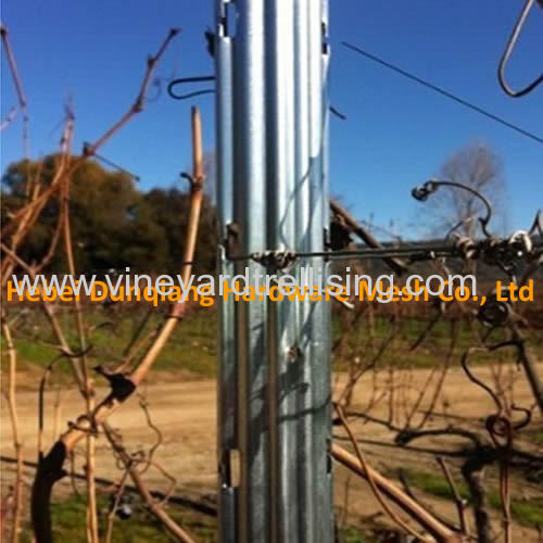 Hot Sale 2.4m Steel Grape Stake