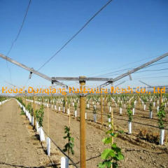 Vineyard Use Open Gable Trellis System with All Accessories