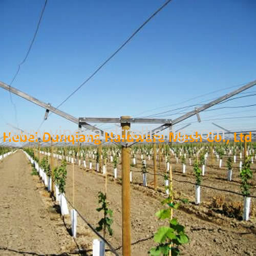Vineyard Use Open Gable Trellis System with All Accessories