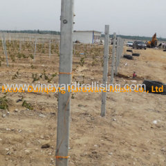 High Zinc Coating Hot Dipped Galvanized Vineyard Metal Trellis Post