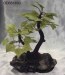 Poly resin Bonsai .