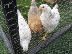 hexagonal wire netting for breeding chicken/chicken wire netting