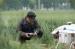 Semi Control Remotely Piloted Helicopter Pesticide Spraying System 24 Hectares a Day