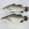 FROZEN BARRAMUNDI FISH FILLET