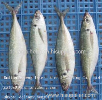 FROZEN HORSE MACKEREL FISH