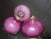 New Crhigh Quality Chinese Pure White Onion(5.0cm and up)