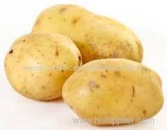Fresh Holland Potato Vegetables
