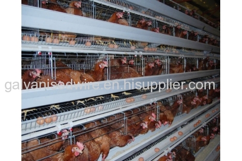 automatic chicken cage/battery cage laying hens