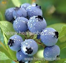 Blueberry Extract Powder 10%/25% Anthocyanidins