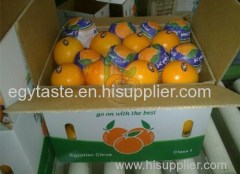 Navel Orange Egg Shape