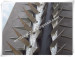 bird spikes for sale.roof spikes for birds.stainless steel pigeon spikes