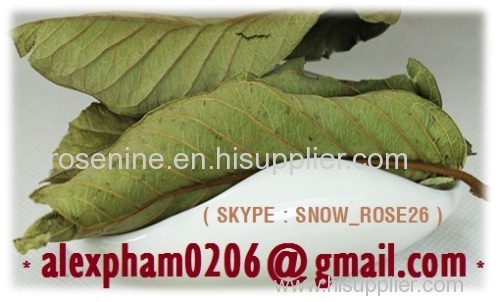 Durian Leaves / Guava Leaf/ Moringa Leaves / Tea Leaf