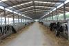 low cost steel structure for chicken or cow shed farm