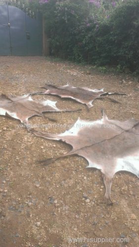 dry salted donkey hides for sale