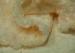 15 Mm Semi - Dull Crushed Pv Plush Fabric With Customized Color