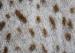 10mm Pile Long Animal Skin PV Plush Fabric Flame Retardant For Women Dress
