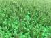Economical Rubber Infill For Artificial Turf Light Weight Labosport Certified