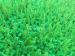 SEBS Recycled Rubber Granules Infill For Artificial Grass SGS Certification