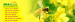 Bee propolis Liquid water soluble