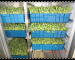 Hydroponic Vegetables Sprouting Machine