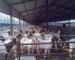 Anti Corrosive Agricultural Steel Frame Buildings Galvanized Steel Cowshed Easy Installation
