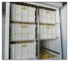 Bean Sprouts Packaging Machine