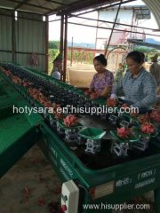 fruit grading washing machine