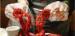 Clear Safety Disposable PE Gloves HDPE LDPE PE CPE Gloves For Food Eating