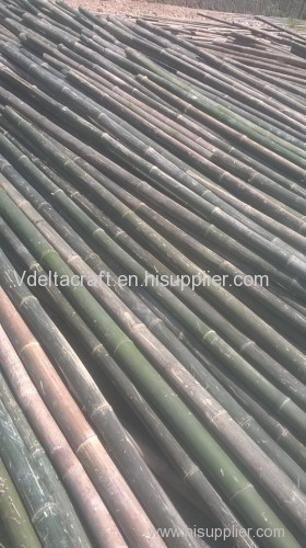Bamboo Poles Bamboo Canes for using agricutural & fencing & construction