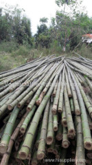 Moso bamboo poles for fencing decoration