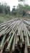 Moso bamboo poles for fencing decoration