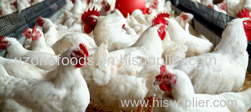 White Live Chicken for sale